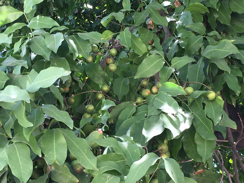 Ke-nee deep in kenep season – A journey beyond Haiti